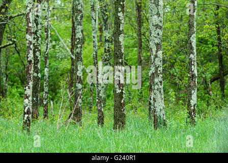 Un bosquet d'arbres couverts de lichens poussent dans un champ d'herbe au milieu d'une forêt, dans le Parc National Shenandoah, Virginia, USA. Banque D'Images