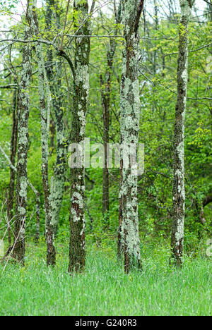 Un bosquet d'arbres couverts de lichens poussent dans un champ d'herbe au milieu d'une forêt, dans le Parc National Shenandoah, Virginia, USA. Banque D'Images