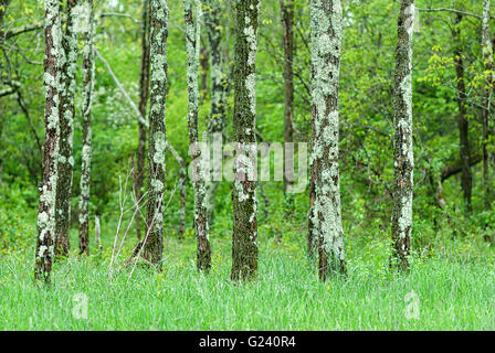 Un bosquet d'arbres couverts de lichens poussent dans un champ d'herbe au milieu d'une forêt, dans le Parc National Shenandoah, Virginia, USA. Banque D'Images