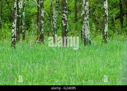 Un bosquet d'arbres couverts de lichens poussent dans un champ d'herbe au milieu d'une forêt, dans le Parc National Shenandoah, Virginia, USA. Banque D'Images