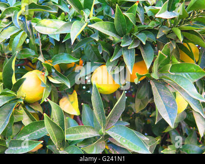 Libre de presque mûr oranges sur l'arbre près de Malaga, Andalousie Banque D'Images