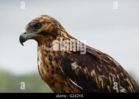 Îles Galápagos (Buteo galapagoensis) sur un rocher. Cet oiseau de proie est originaire des îles Galápagos, où il se nourrit d'une grande v Banque D'Images