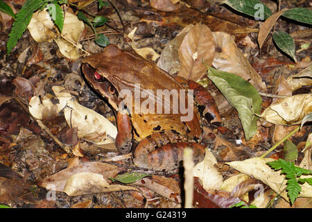 Poison dart frog (également connu sous le nom de dart-poison poison frog, grenouille ou anciennement connu sous le nom de poison arrow frog). Photographié dans la Peruv Banque D'Images