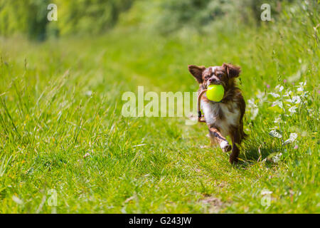 Cute Chihuahua chien qui court sur l'herbe verte Banque D'Images