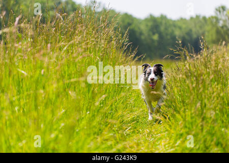 Border Collie dans l'herbe et la formation en cours d'exécution Banque D'Images