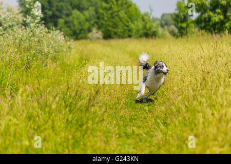 Border Collie dans l'herbe et la formation en cours d'exécution Banque D'Images
