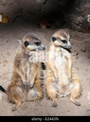 Queue mince deux suricates assis dans la terre (Suricata suricatta) Banque D'Images