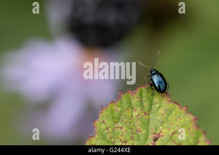 Un bleu métal Altise (Chrysomelidae) debout sur le bord de la feuille. Banque D'Images