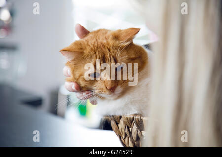 Une orange tabby couchée dans un panier en osier étant animal doucement. close up. Banque D'Images