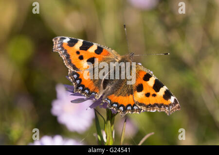 Un petit papillon écaille (Aglais urticae) sur un Aster fleur. Banque D'Images