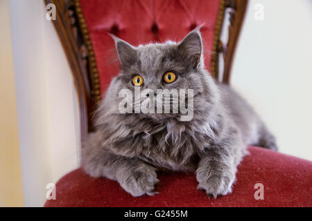 Chat gris se détendre sur une chaise vintage rouge à la maison. à gauche. Banque D'Images