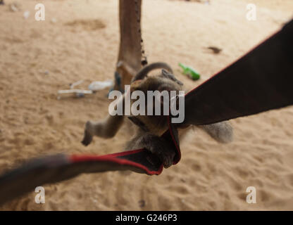 Petit macaque longtail et attrape la caméra aciers Banque D'Images