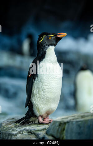 pingouins dans zoo Banque D'Images