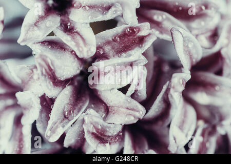 Commune humide Dutch Garden Hyacinth (Hyacinthus orientalis) avec les gouttelettes d'eau Banque D'Images