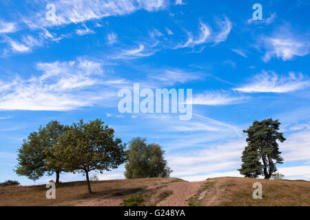 L'Europe, l'Allemagne, en Rhénanie du Nord-Westphalie, Ruhr, Haltern am See, l'Westruper Heath, arbres. Europa, Deutschland, Nordrhein- Banque D'Images