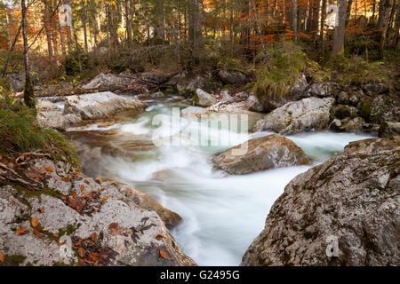 Rivière Ramsauer Ache dans la forêt enchantée, le parc national de Berchtesgaden, Ramsau, Berchtesgaden-campagne, Haute-bavière district Banque D'Images