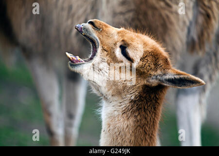 Vigognes (Vicugna vicugna), Zoo de Schönbrunn Tiergarten, Vienne, Vienne, Autriche l'État Banque D'Images