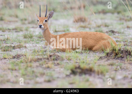 (Ourebia ourebi) d'Oribi, Liuwa Plain National Park, province de l'Ouest, la Zambie Banque D'Images