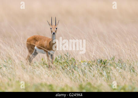 (Ourebia ourebi) d'Oribi, Liuwa Plain National Park, province de l'Ouest, la Zambie Banque D'Images