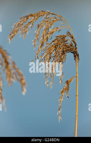 Roseau commun Phragmites australis seed head Banque D'Images