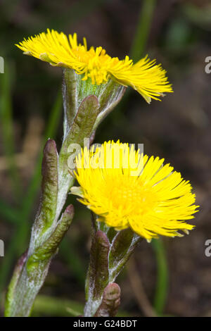 Colt's-foot Tussilago farfara capitule. Banque D'Images