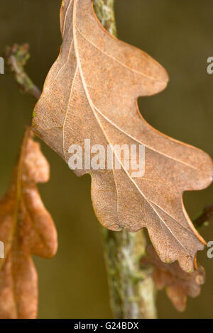 L'anglais ou le chêne pédonculé Quercus robur arbre feuilles séchées. Banque D'Images