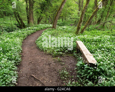 Assise en bois et le chemin à travers l'ail sauvage dans Mackintosh Park Banque D'Images