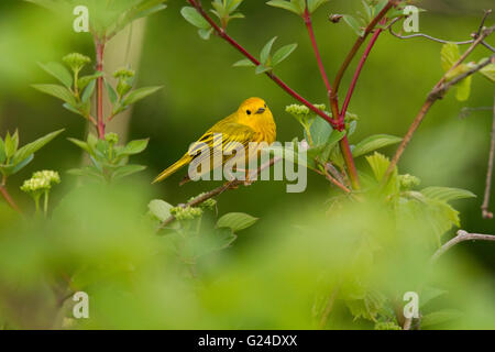 La Paruline jaune (Dendroica petechia) chanter au printemps Banque D'Images