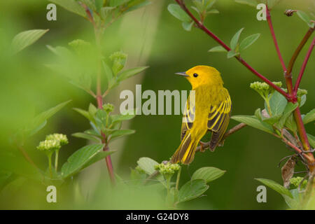 La Paruline jaune (Dendroica petechia) chanter au printemps Banque D'Images