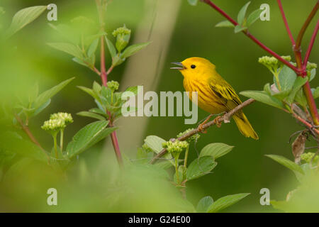 La Paruline jaune (Dendroica petechia) chanter au printemps Banque D'Images