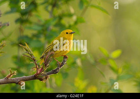 La Paruline jaune (Dendroica petechia) chanter au printemps Banque D'Images