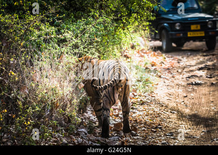 Tigre du Bengale Royal nommé Ustaad à partir de la réserve de tigres de Ranthambore se promener à l'habitat naturel Banque D'Images