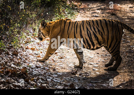 Tigre du Bengale Royal nommé Ustaad à partir de la réserve de tigres de Ranthambore se promener à l'habitat naturel Banque D'Images