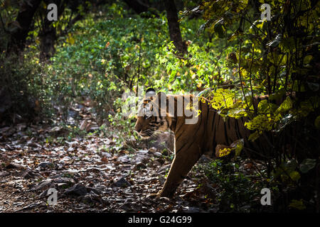 Tigre du Bengale Royal nommé Ustaad à partir de la réserve de tigres de Ranthambore se promener à l'habitat naturel Banque D'Images