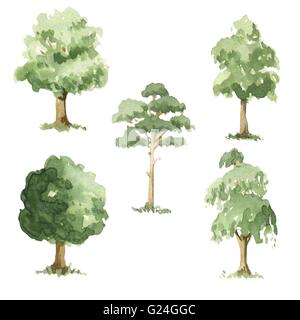 Différents types d'arbres. Les illustrations à l'aquarelle. Banque D'Images