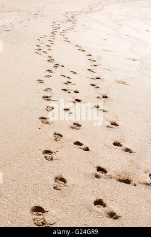 Sri Lanka , Tangalle. Étapes de pied sur une plage Banque D'Images