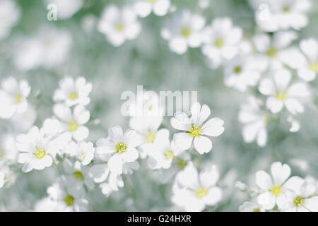 Champ de fleurs de printemps blanc - fond printemps Banque D'Images