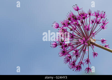 Macro fleur printemps isolé sur ciel bleu Banque D'Images