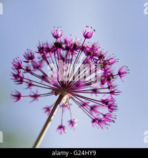 Macro fleur printemps isolé sur ciel bleu Banque D'Images