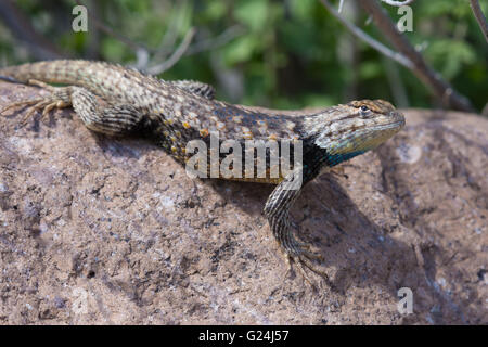 Lits jumeaux mâles-spotted, lézard épineux (Sceloporus bimaculosus), Bosque del Apache National Wildlife Refuge, Nouveau Mexique, USA. Banque D'Images