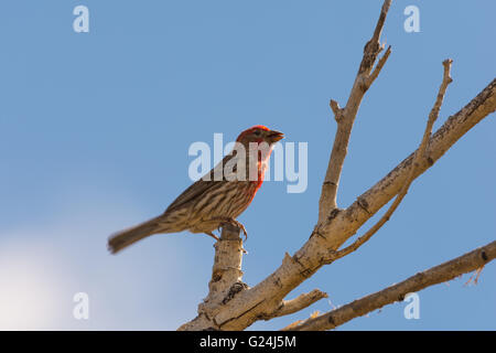 Roselin familier mâle, (Haemorhous mexicanus), Bosque del Apache National Wildlife Refuge, Nouveau Mexique, USA. Banque D'Images