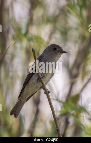 Western Wood-pewee (Contopus sordidulus), Bosque del Apache, National Wildlife Refuge, Nouveau Mexique, USA. Banque D'Images