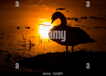 Cygne muet, femelle (Cygnus olor) debout sur son nid, le lever du soleil, printemps, E. Amérique du Nord Banque D'Images