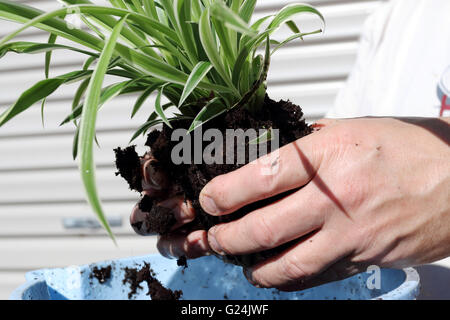 Close up of hand holding Chlorophytum comosum variegatum ou également connu sous le nom de Plante araignée Banque D'Images