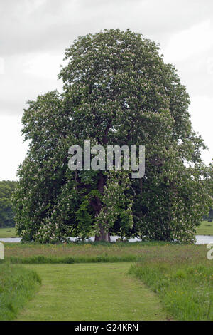 Horse Chestnut Tree (Castanea sativa). En fleur. Raveningham peut-jardins et des biens immobiliers. Le Norfolk. Go. UK. Banque D'Images