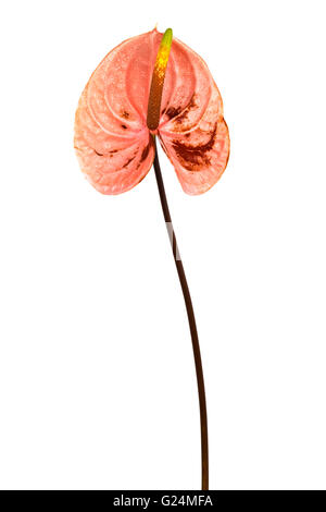Fleur tropicale anthurium sur fond blanc Banque D'Images