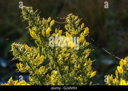La rosée sur les fleurs de l'ajonc commun (Ulex europaeus) près de Garstang Lancashire Banque D'Images