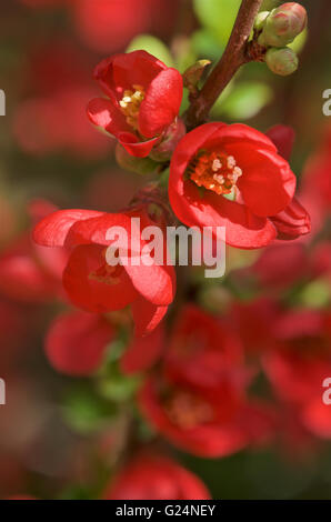 Fleurs de Printemps rouge vif, Chaenomeles speciosa cognassier japonais Banque D'Images