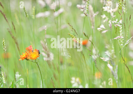 L'épervière Orange croissant dans les herbes de prairie Banque D'Images