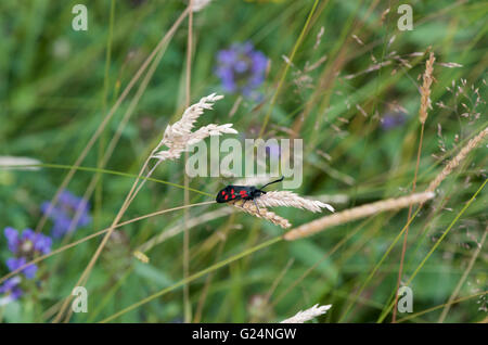 Six-Spot Burnet Moth dans une prairie naturelle Banque D'Images
